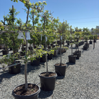 D’ Anjou Tree