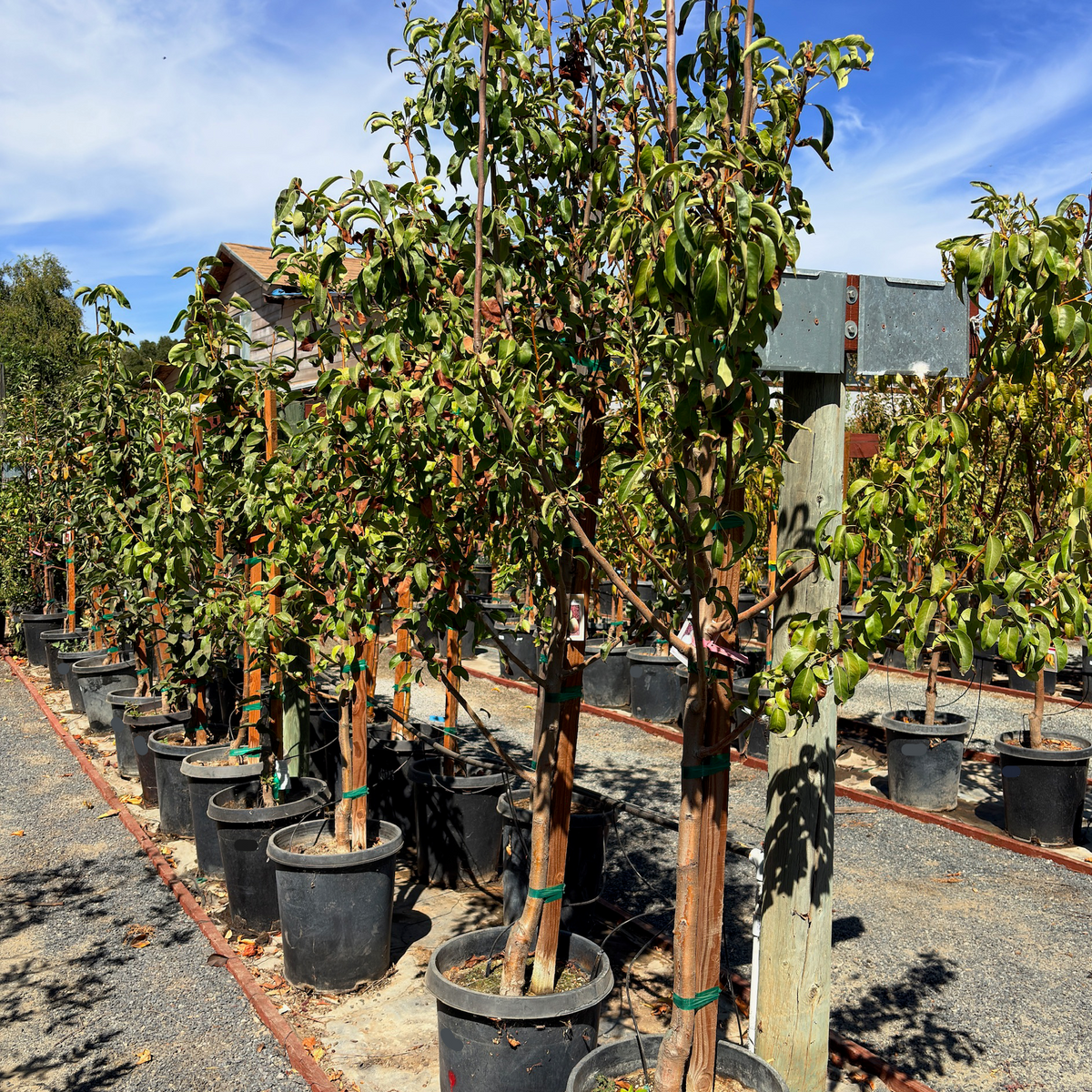 D’ Anjou Tree