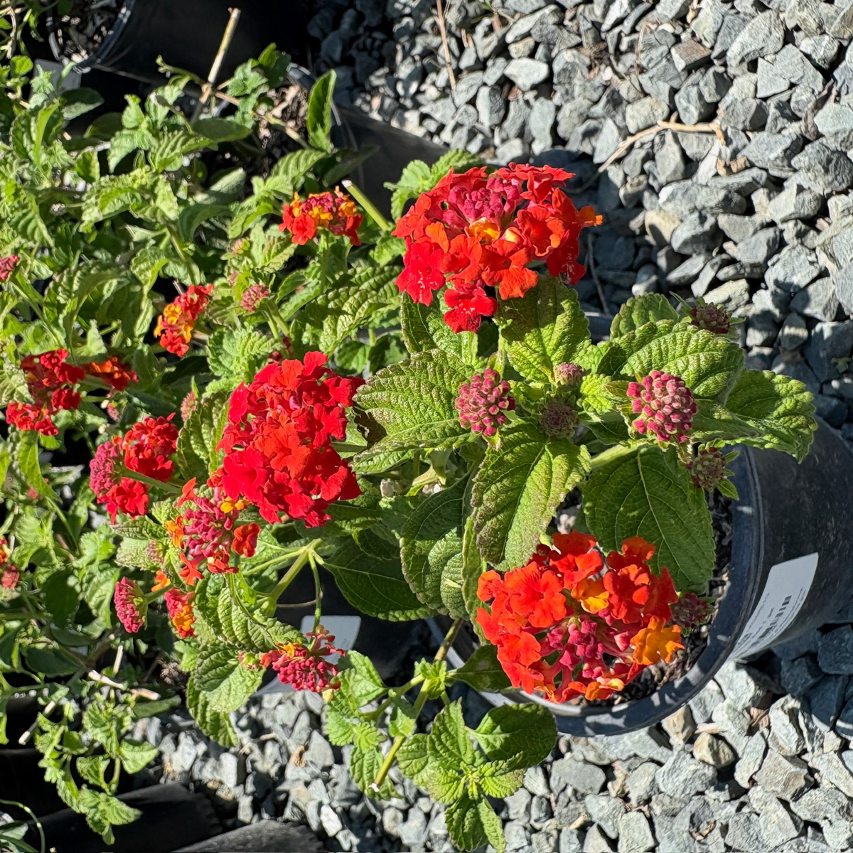 Dallas Red Bush Lantana