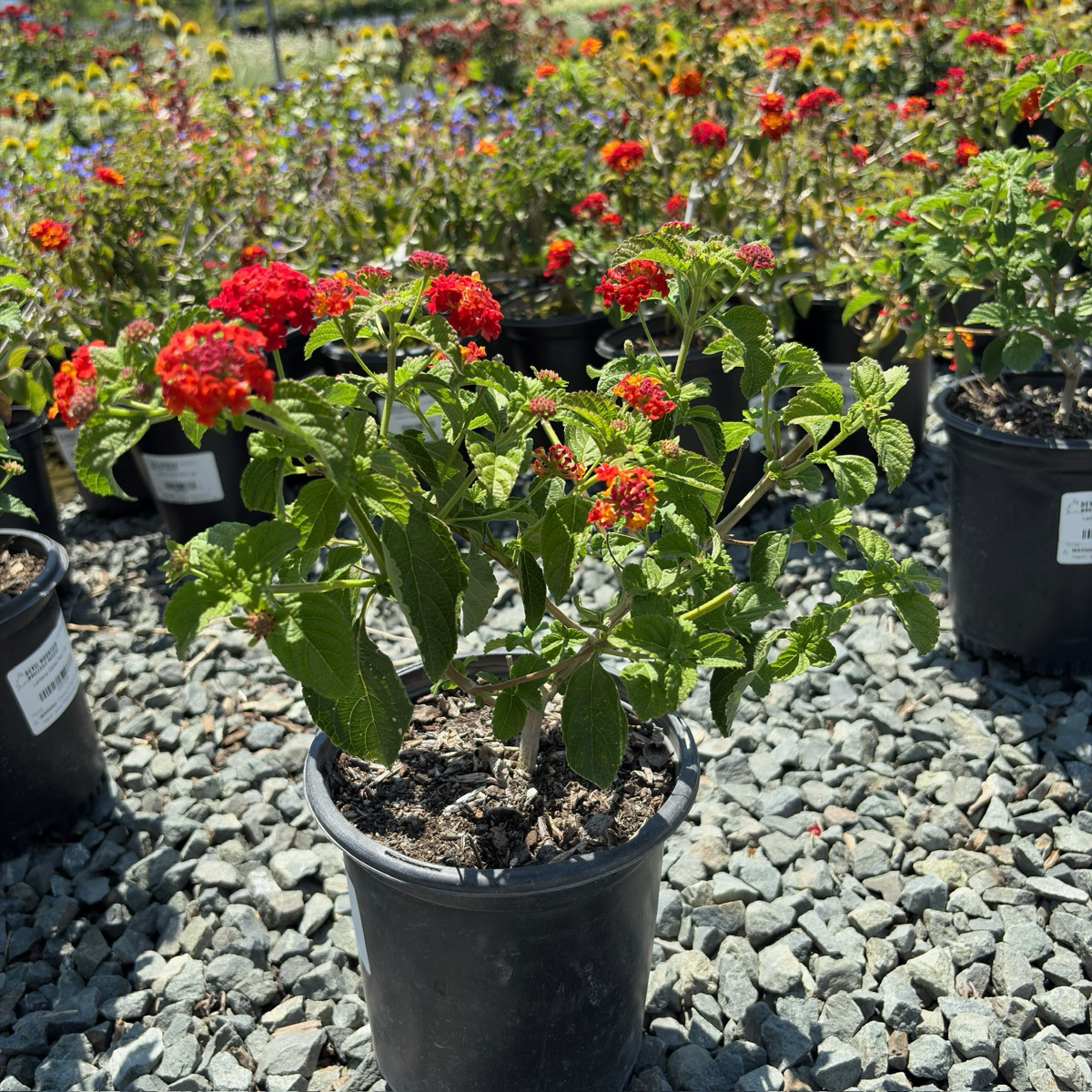 Dallas Red Bush Lantana