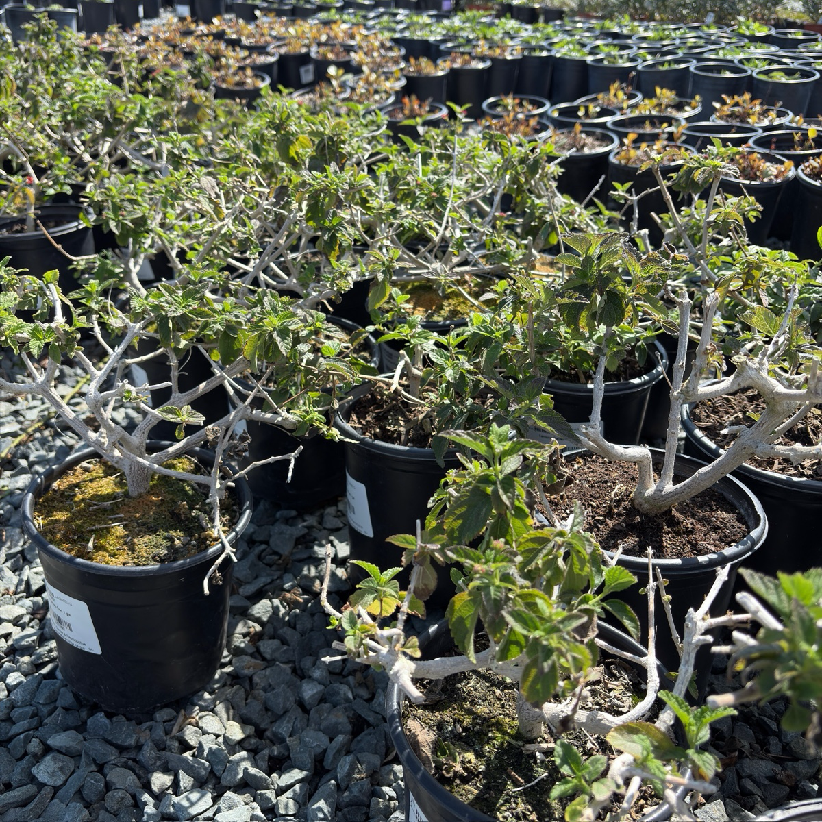 Dallas Red Bush Lantana