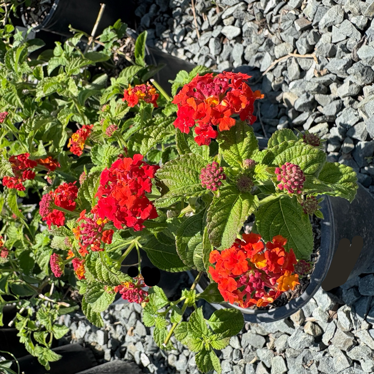Dallas Red Bush Lantana