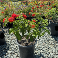 Dallas Red Bush Lantana