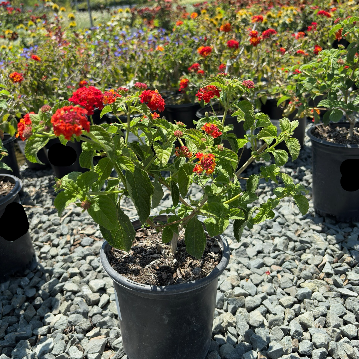 Dallas Red Bush Lantana