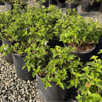 Dallas Red Bush Lantana