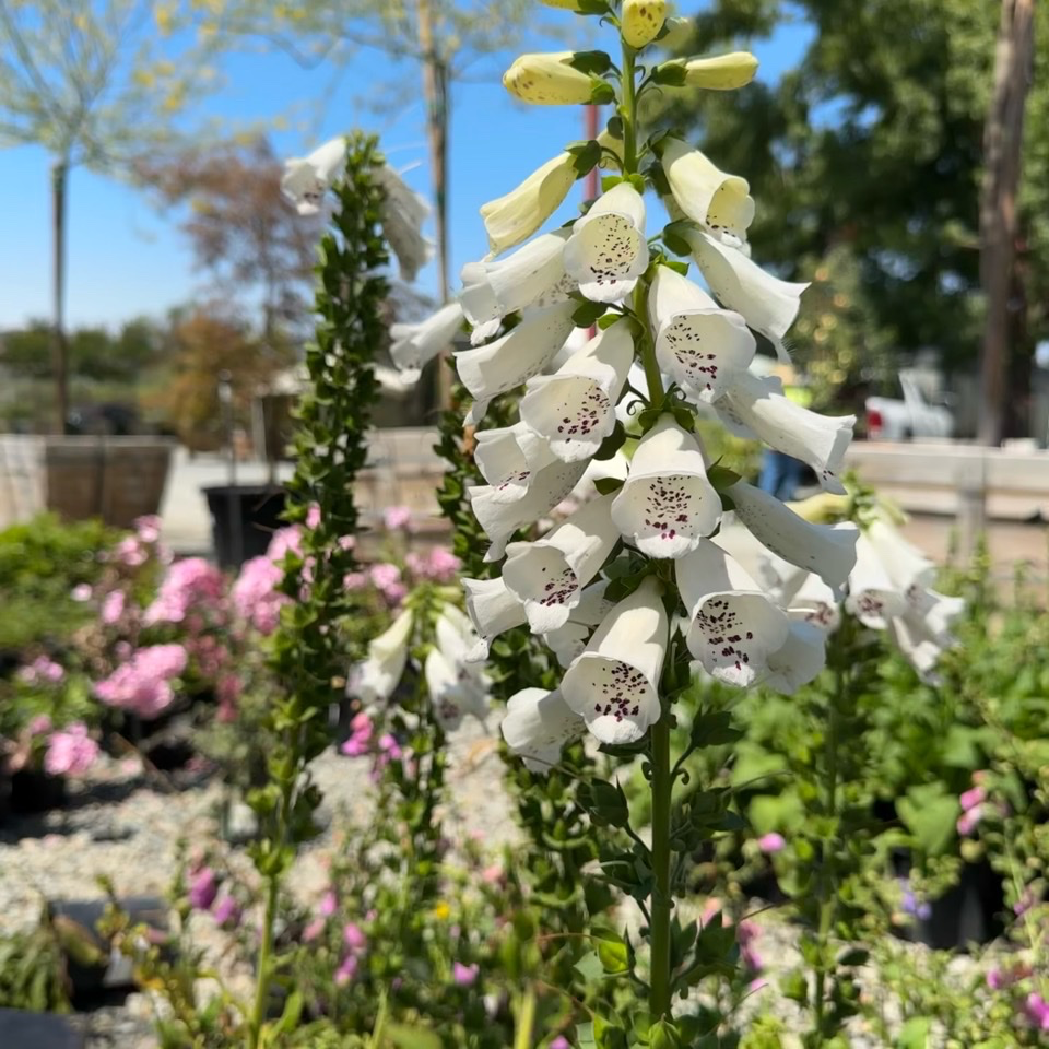 Dalmatian  White Foxglove