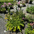 Dalmatian  White Foxglove