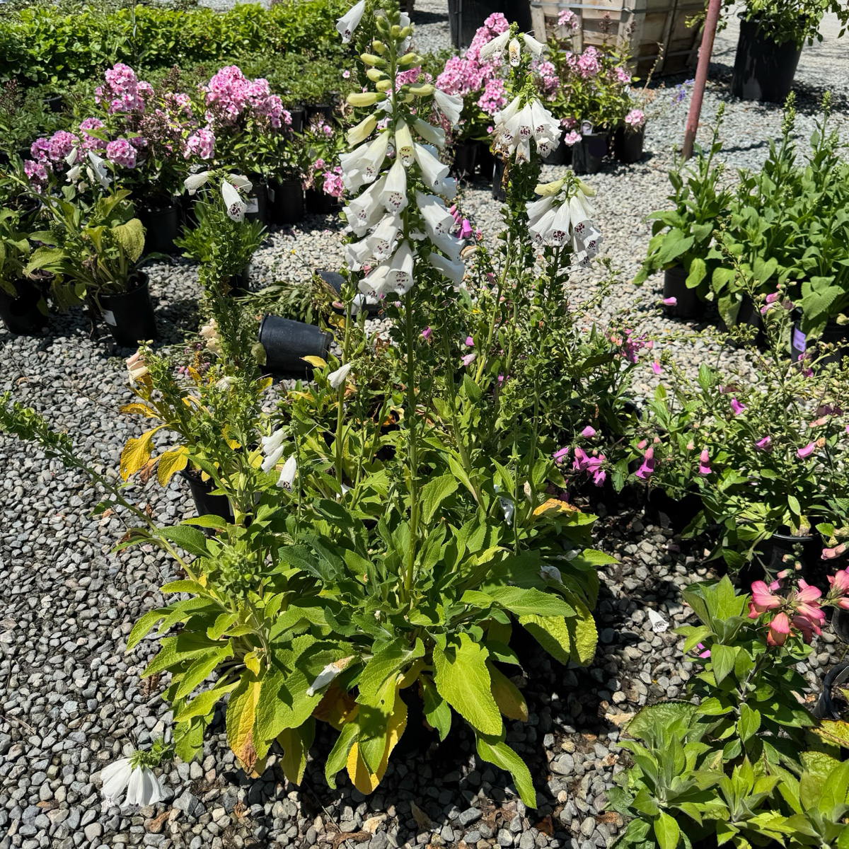 Dalmatian White Foxglove