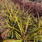 Dancing Can Can Cabbage Palm