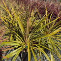 Dancing Can Can Cabbage Palm