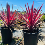 Dancing™ Paso Doble Cordyline