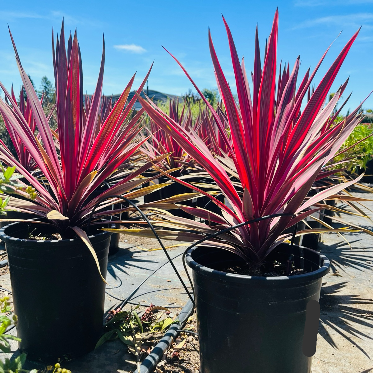 Dancing™ Paso Doble Cordyline