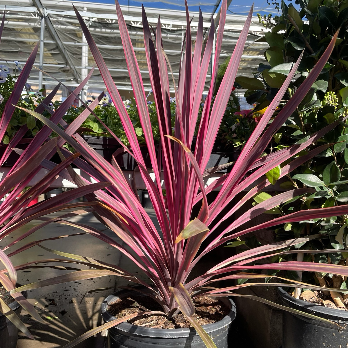 Dancing™ Paso Doble Cordyline