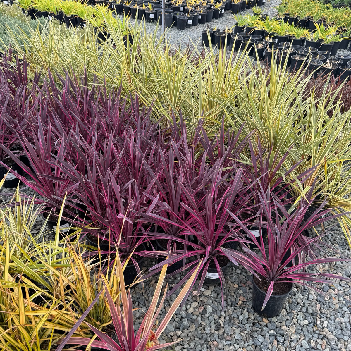 Dancing Paso Doble Cordyline | Red-Streaked Architectural Plant