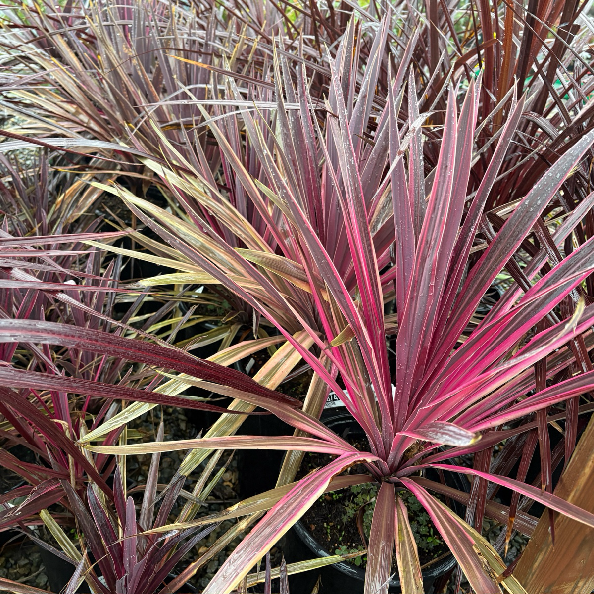Dancing™ Paso Doble Cordyline