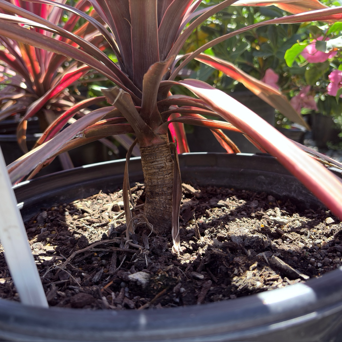 Dancing™ Paso Doble Cordyline