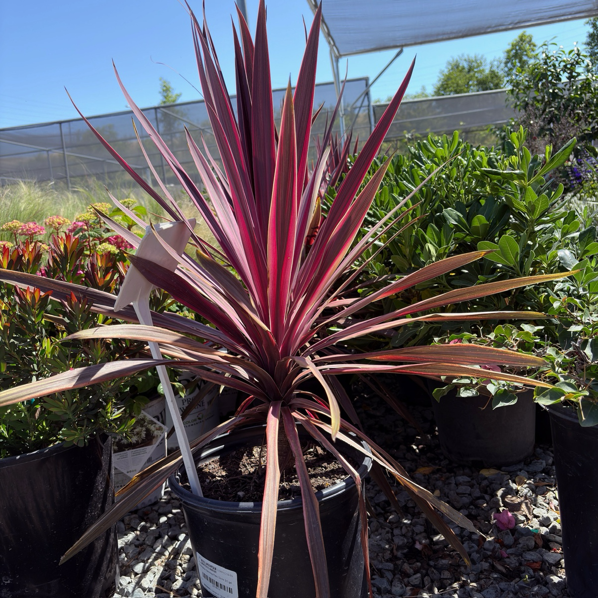 plastic cordyline plants Dancing Paso Doble Cordyline