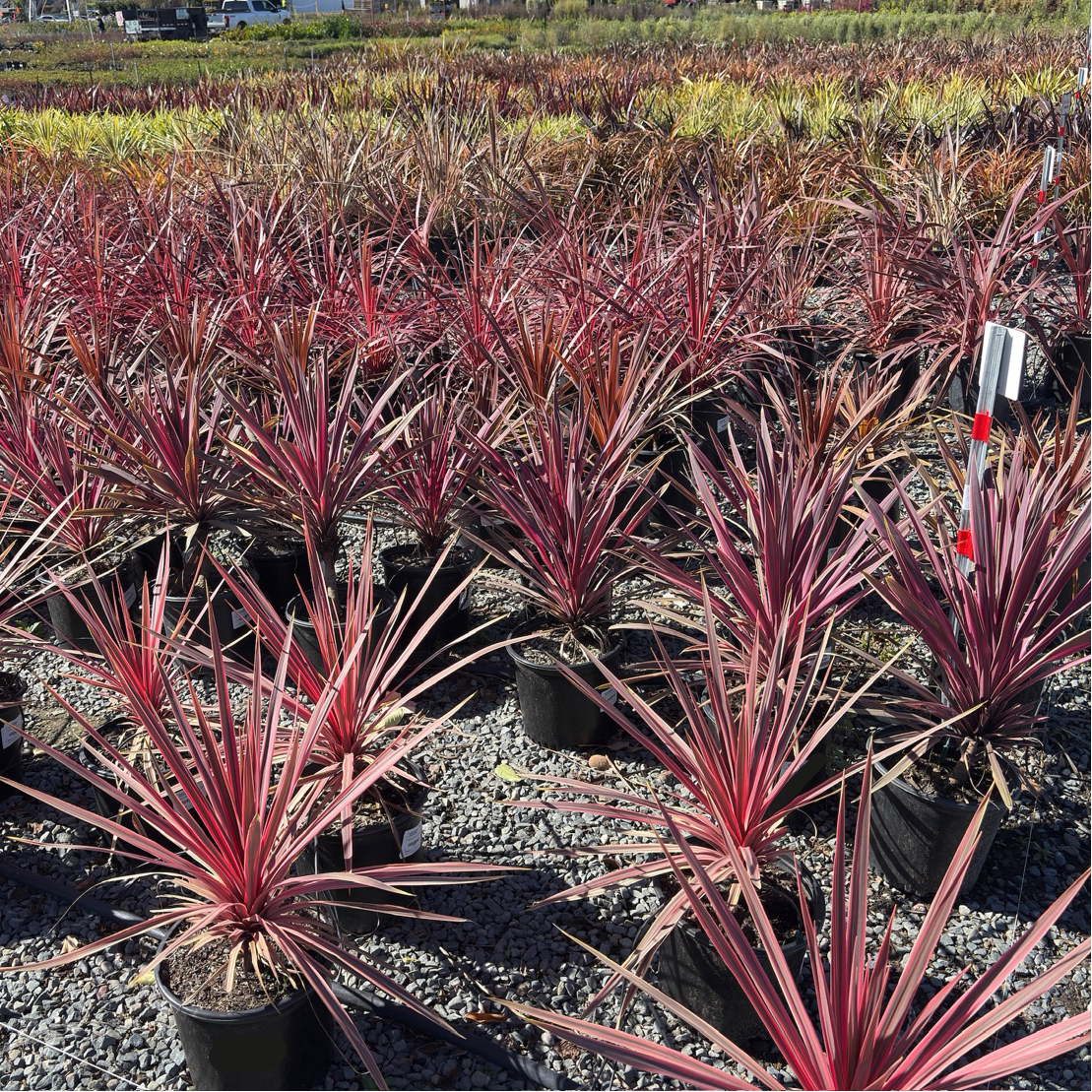 Dancing Paso Doble Cordyline | Red-Streaked Architectural Plant