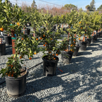 Dancy Mandarin Tree