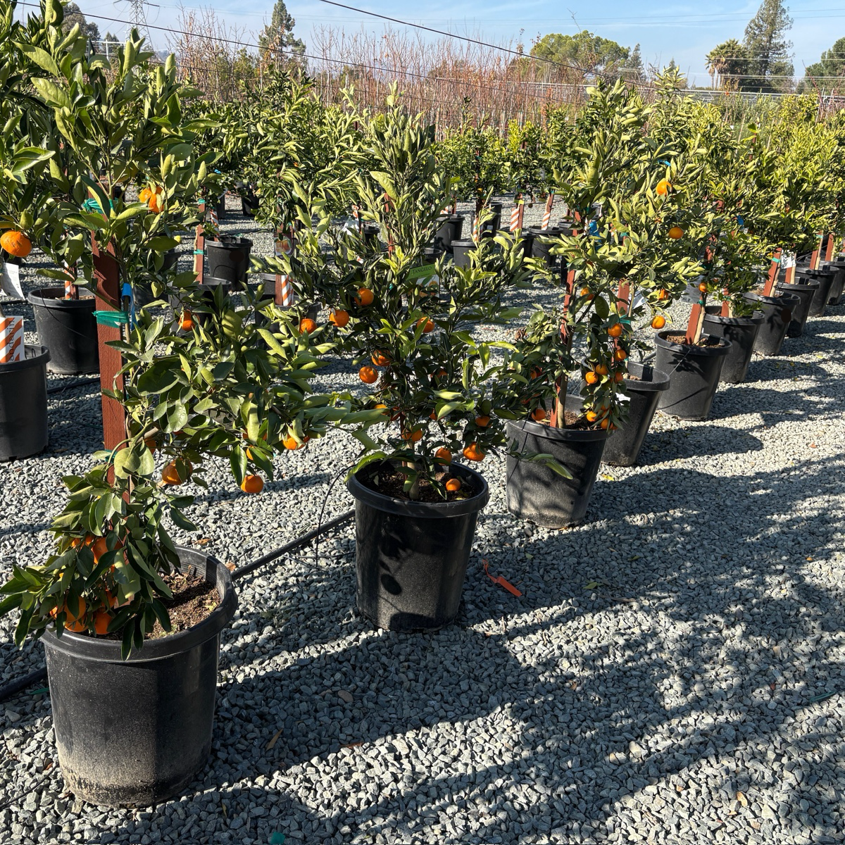 Dancy Mandarin Tree