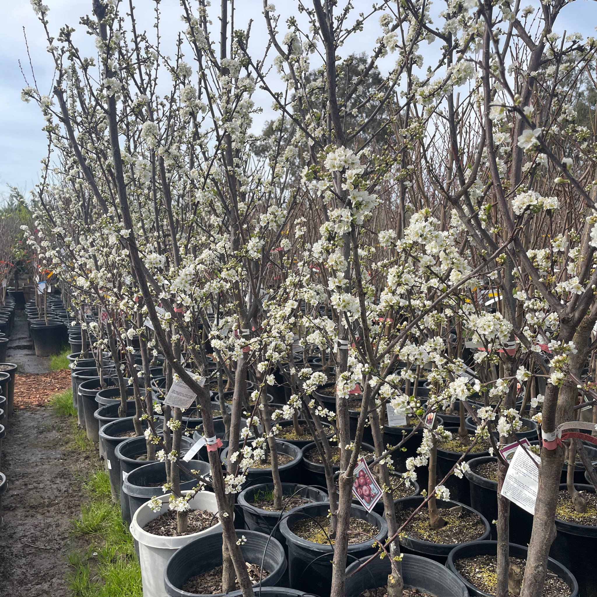 Dapple Dandy Pluot