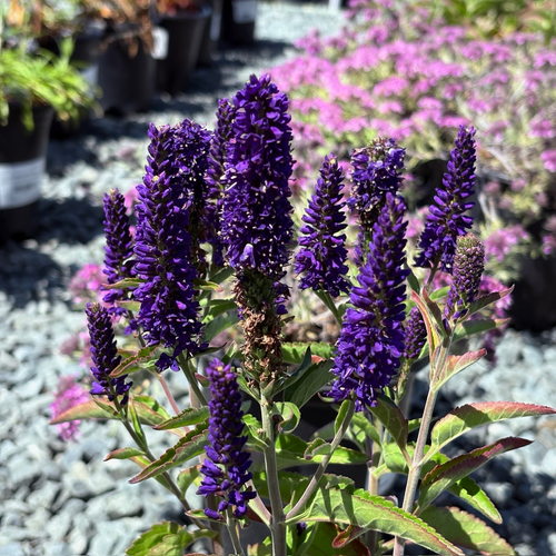Dark Blue Vernique Speedwell | Vibrant Blue Flower Spikes