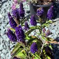 Dark Blue  Vernique® Speedwell
