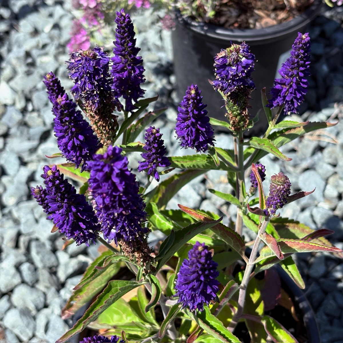Dark Blue  Vernique® Speedwell