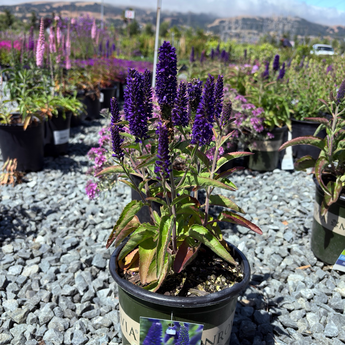 Dark Blue  Vernique® Speedwell