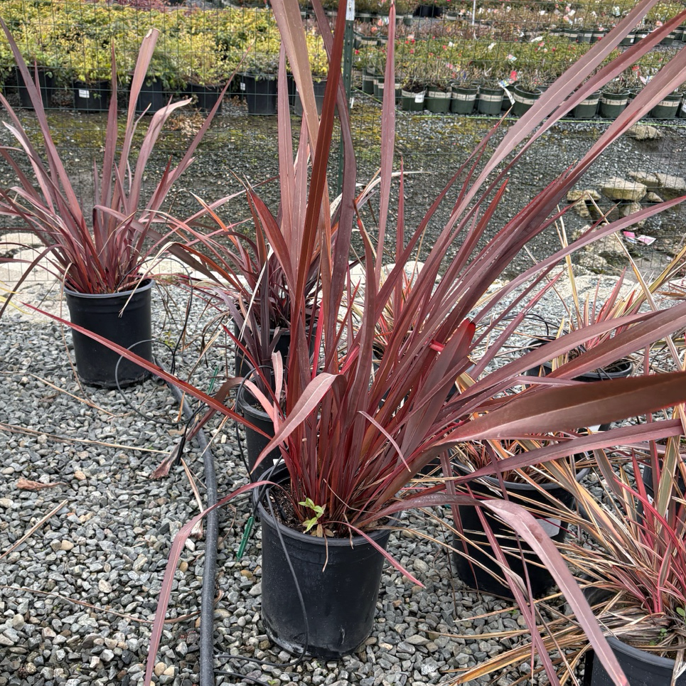 Dark Delight New Zealand Flax