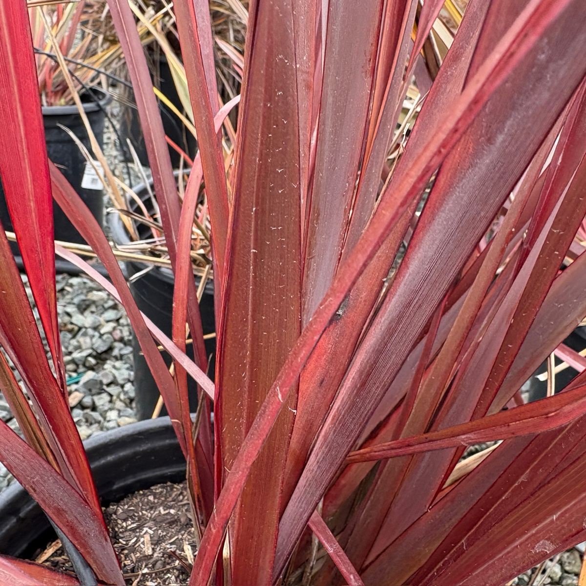 Dark Delight New Zealand Flax