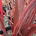 Dark Delight New Zealand Flax
