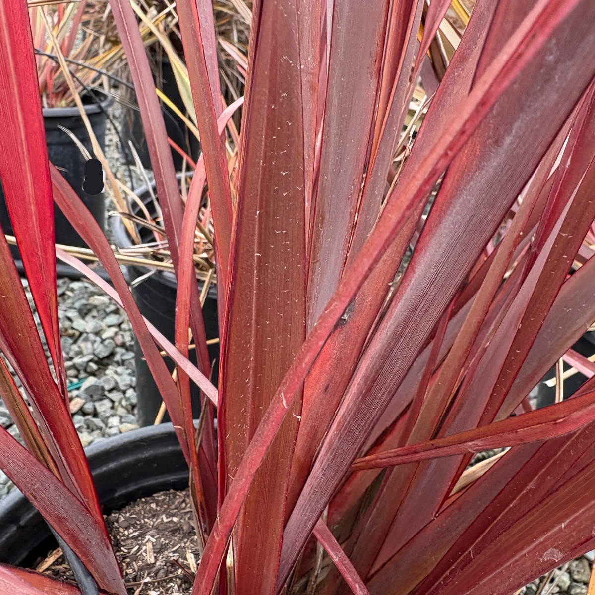 Dark Delight New Zealand Flax