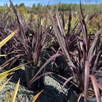 Dark Delight New Zealand Flax