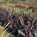 Dark Delight New Zealand Flax