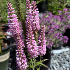 Dark Pink  Moody Blues® Speedwell