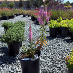 Dark Pink  Moody Blues® Speedwell