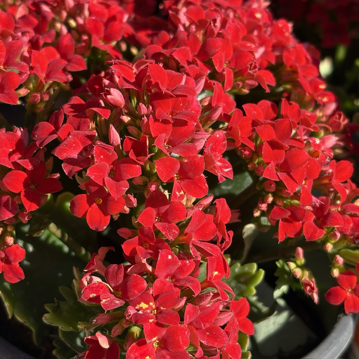 Dark Red  Mandala®  Kalanchoe