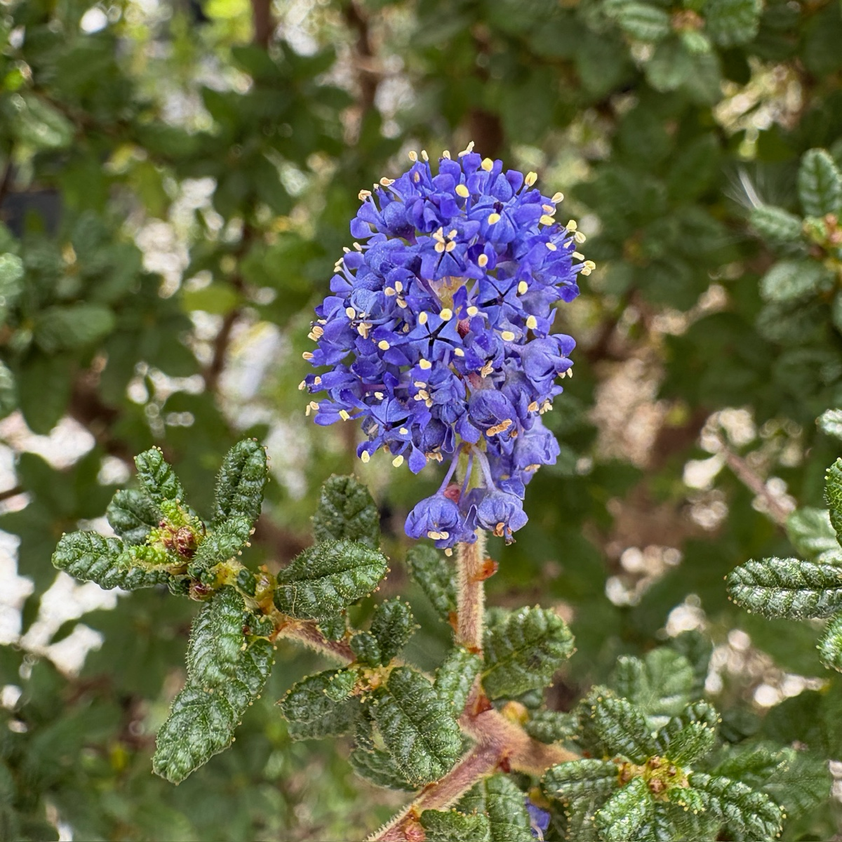 Close-up of a blue flower Dark Star California Lilac with green leaves in the background