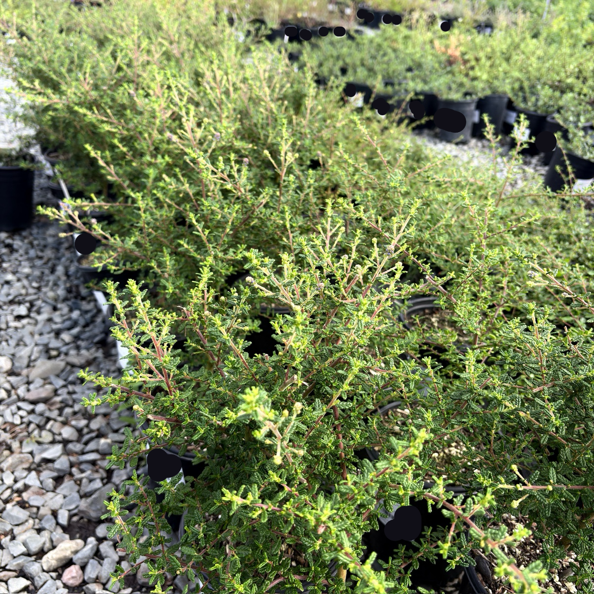 can you plant ceanothus in a pot Dark Star California Lilac