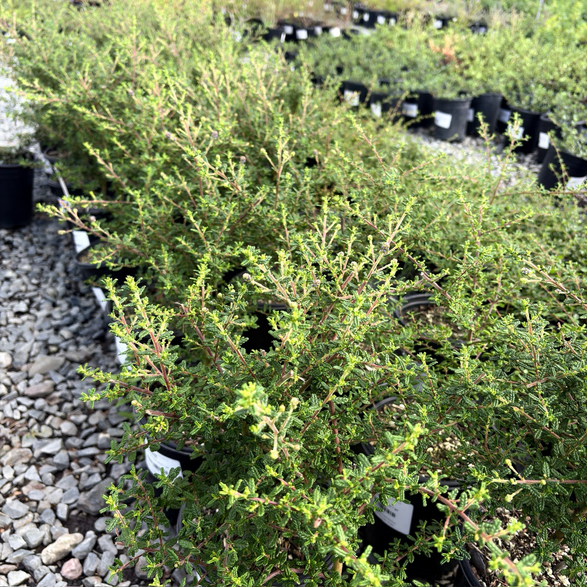 Dark Star California Lilac in a nursery setting with pots in the background