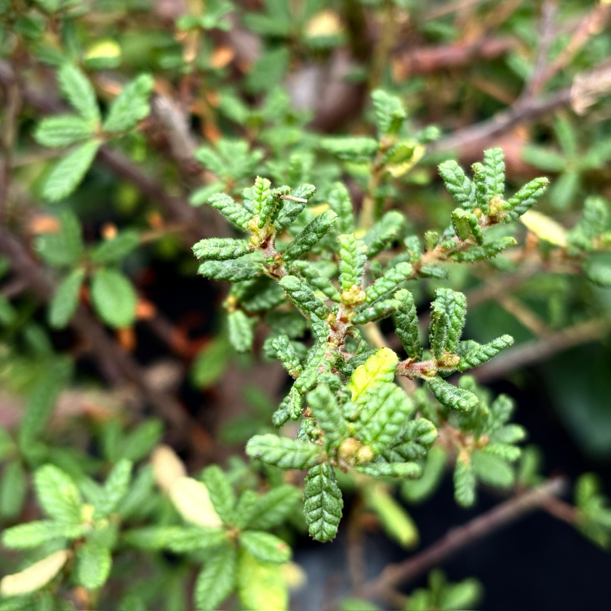 Close-up of Dark Star California Lilac with small leaves and buds.