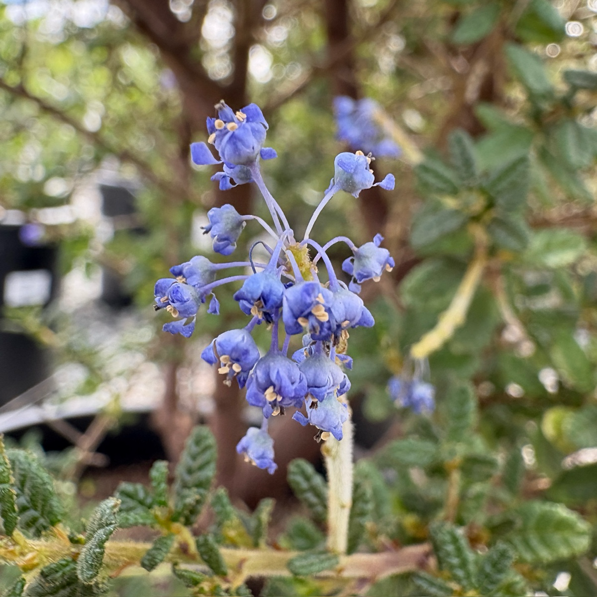 Close-up of Dark Star California Lilac with green leaves in the background