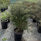 Potted Dark Star California Lilac in a nursery setting with gravel ground and trees in the background.