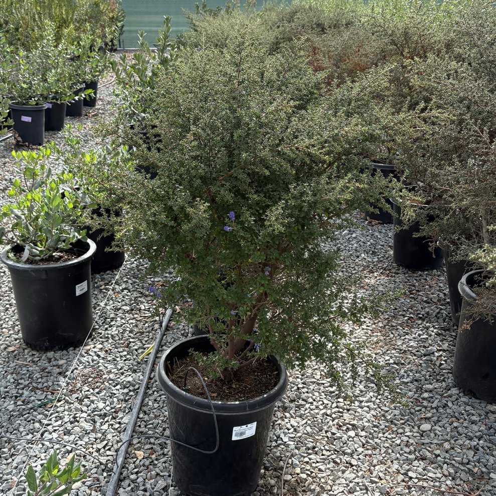 Potted Dark Star California Lilac in a nursery setting with gravel ground and trees in the background.