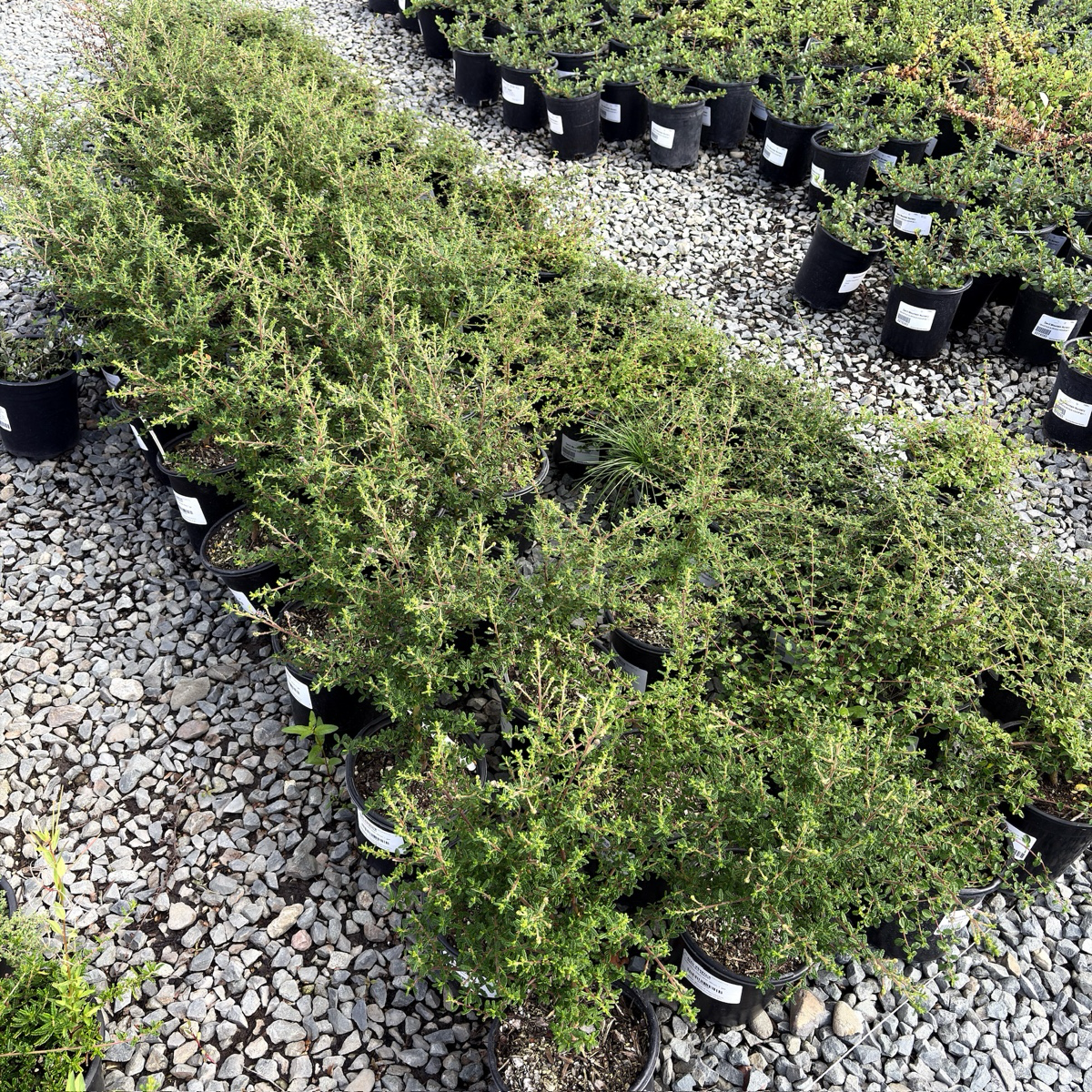 Row of Dark Star California Lilac in black pots on a gravel surface