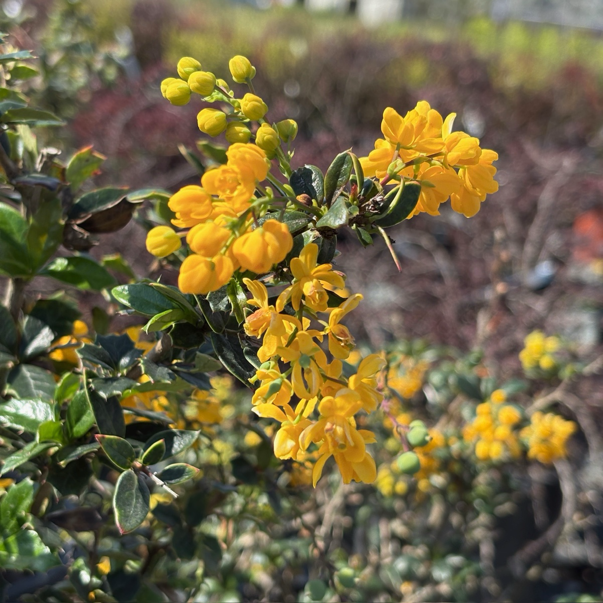 Close-up of yellow flowers on a Darwinii Barberry bush with a blurred natural background