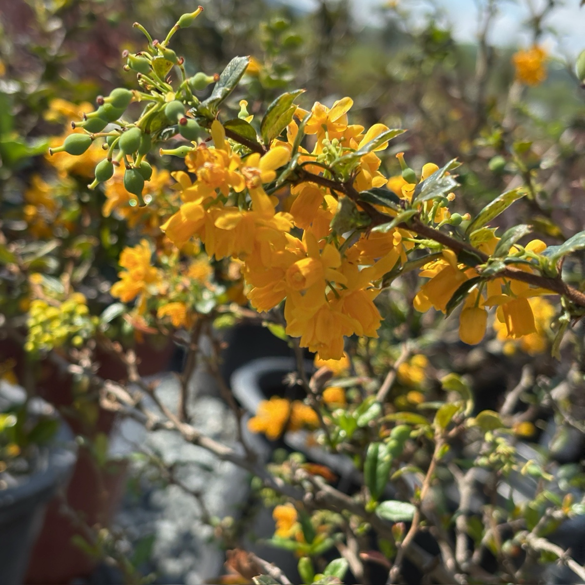 Branch of yellow flower Darwinii Barberry with green leaves in a garden setting