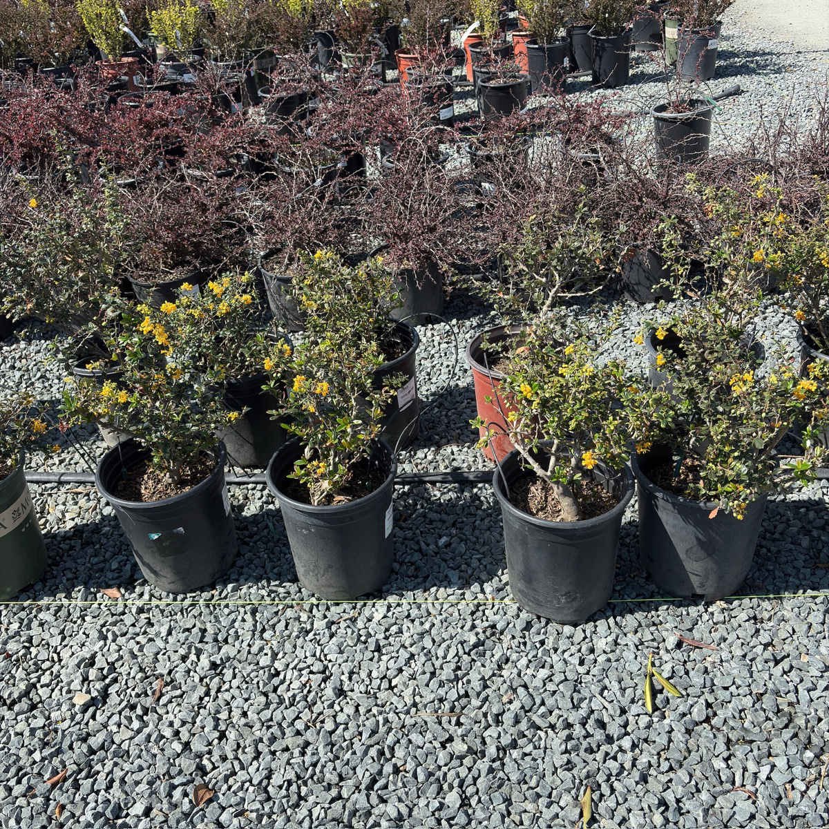 Row of potted Darwinii Barberry plants on a gravel surface