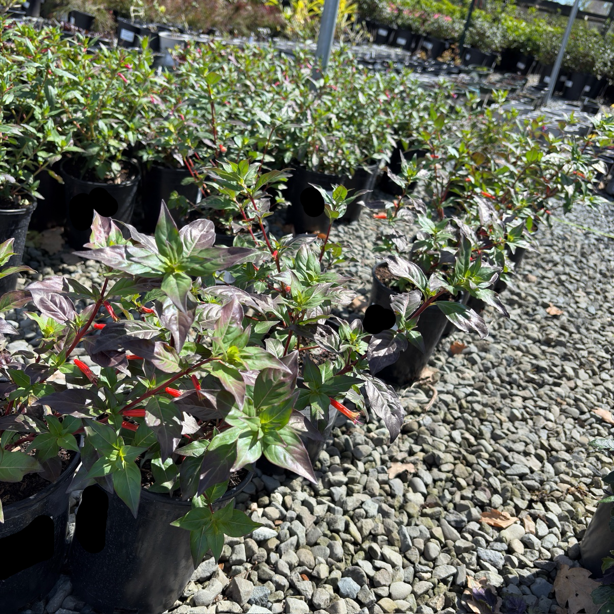 Row of potted David Verity Cigar Plant on a gravel surface